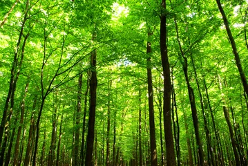Gartenposter Wälder Wald