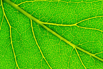 structure of leaf