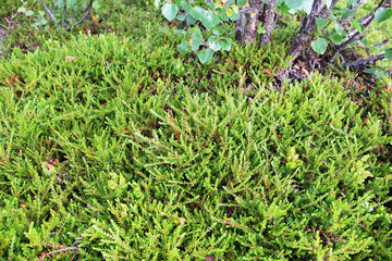 Arctic moss