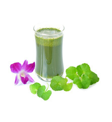 Centella asiatica, Asiatic Pennywort,(Centella asiatica (Linn.)