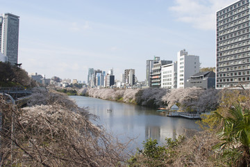 Obraz premium 飯田橋桜撮影