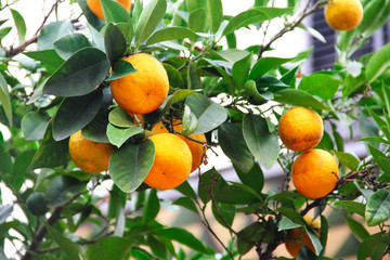 Oranges on tree branch