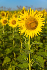 Portrait beautiful yellow sunflower field