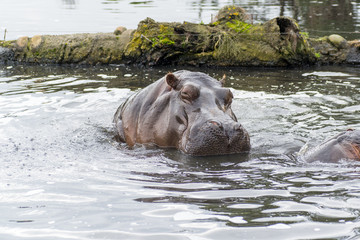 Hippopotamus resting in the waters