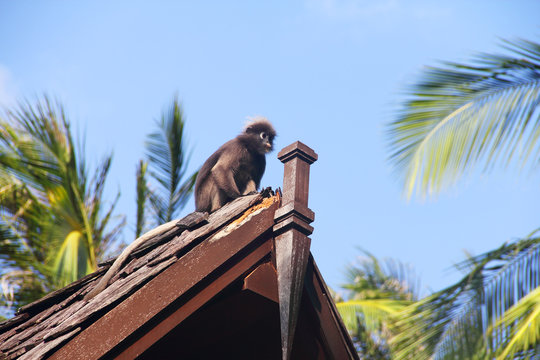 Monkey on roof