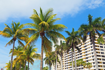 Palms and modern buildings of Miami Beach, Florida