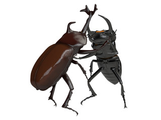 クワガタムシとカブトムシ