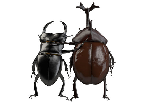 2 135 Best カブトムシ Images Stock Photos Vectors Adobe Stock