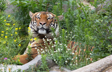Tiger hinter Büschen