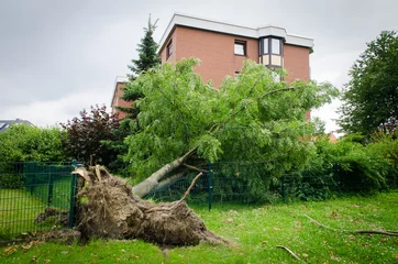 Photo sur Plexiglas Orage arbre tombé se trouve sur une clôture