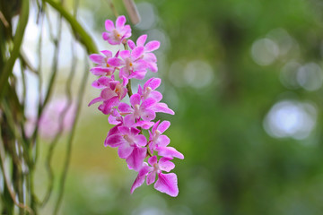 Orchid