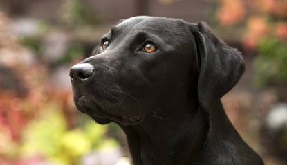black lab