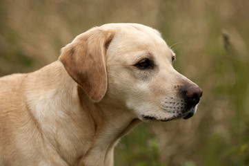 yellow lab