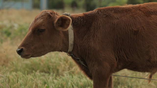 Brown cow grazing in the field