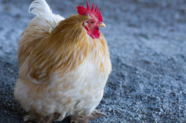 Buff Orphington Chicken