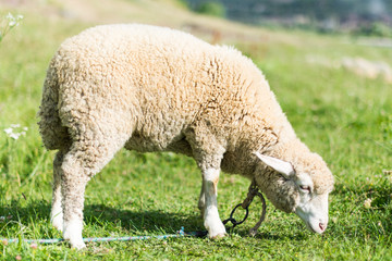 Obraz na płótnie Canvas sheep grazing