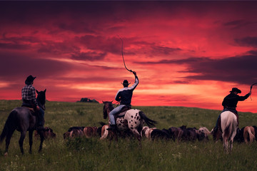 Three cowboys drive herd of horses on a sunset