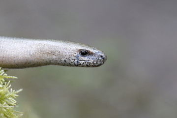 Slow worm, Anguis fragilis