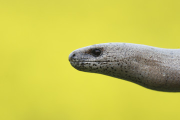 Slow worm, Anguis fragilis