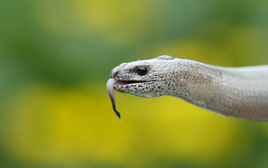 Slow worm, Anguis fragilis