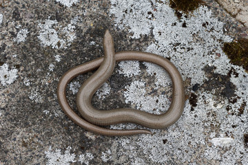 Slow worm, Anguis fragilis