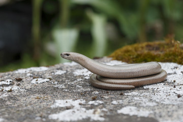 Slow worm, Anguis fragilis