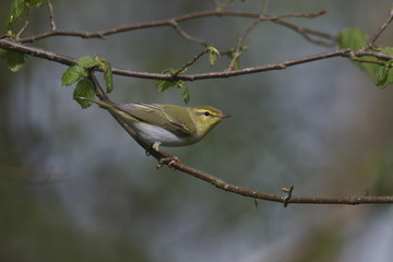 Wood warbler, Phylloscopus sibilatrix,
