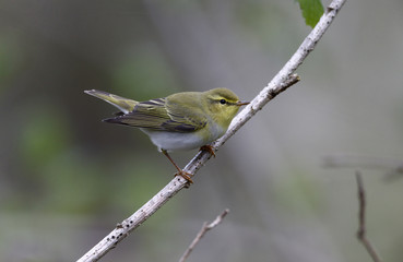 Obraz premium Wood warbler, Phylloscopus sibilatrix,