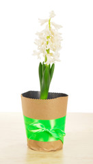 Pot with hyacinth on table