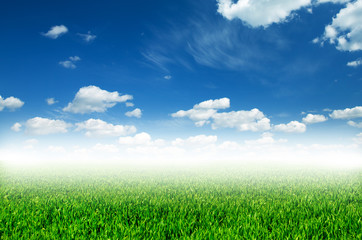 Fototapeta na wymiar field of spring grass and beautiful sky
