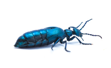 Fototapeta premium Beetle violet black on white background