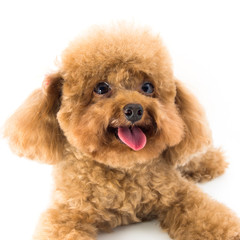 Red Toy Poodle puppy