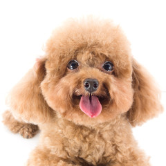 Red Toy Poodle puppy