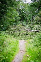 bäume nach einem sturm