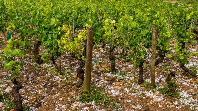 catastrophe naturelle dans les vignes