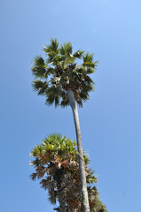 Fototapeta premium The palm trees
