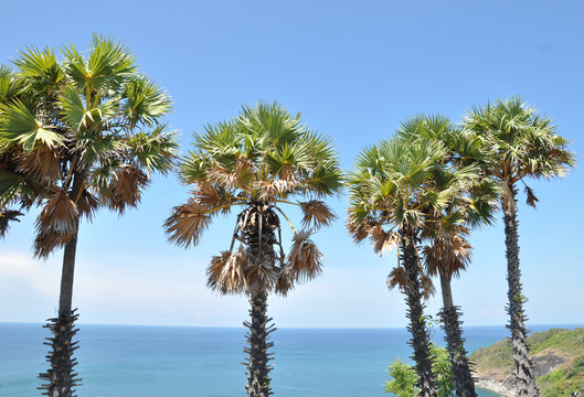 The palm trees