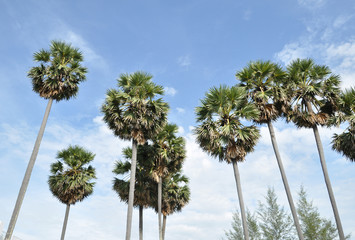 Fototapeta premium Palm trees