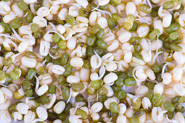 Пророщенная фасоль