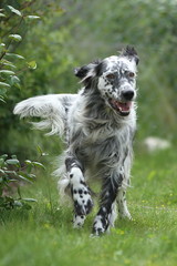 Setter im Garten