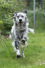 Fototapeta premium Setter im Garten 2