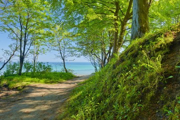 Way to sea by green deciduous forest. Green nature.