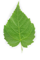 Fototapeta premium Leaf on white background