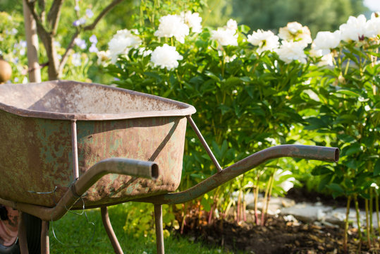 Rusty Gardening Wheel Barrow In A Garden