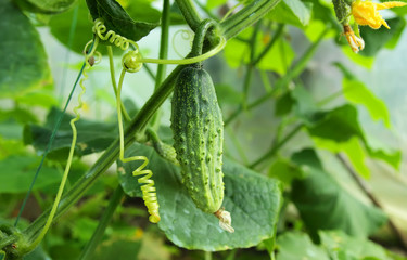 Ripe cucumber, hanging on a bush.