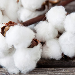 Baumwolle - Cotton