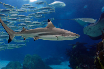 Fototapeta premium Lisbon Oceanarium shark