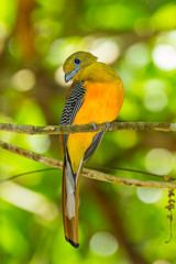 Portrait lovely of Orange-breasted Trogon (Harpactes oreskios)