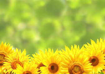 Bright yellow sunflowers