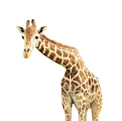 Photo sur Plexiglas Girafe Girafe